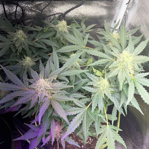 Amnesia growlog timeline photo