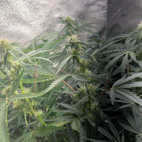 Jabucica growlog timeline photo