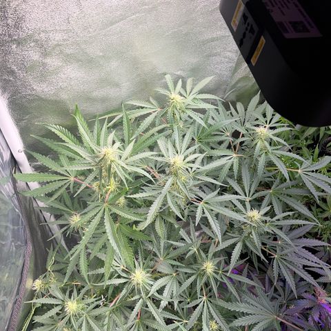 Jabucica growlog timeline photo