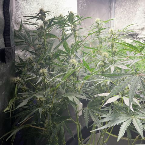 Jabucica growlog timeline photo