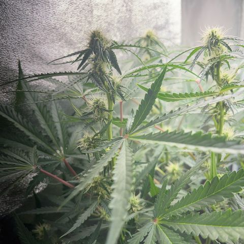 Jabucica growlog timeline photo