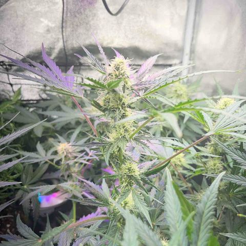 Northern light Auto growlog timeline photo