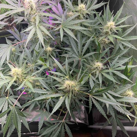 Northern light Auto growlog timeline photo