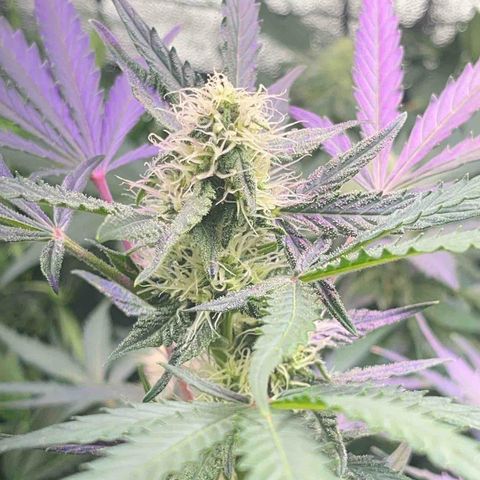 Northern light Auto growlog timeline photo