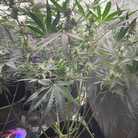 Northern light Auto growlog timeline photo
