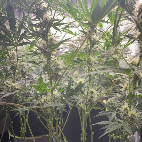 Northern light Auto growlog timeline photo