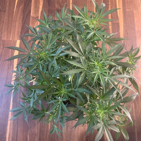 Crokscrew tyson 2.0 growlog timeline photo