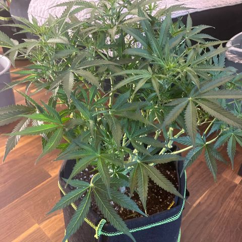 Crokscrew tyson 2.0 growlog timeline photo