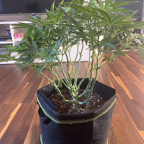 Crokscrew tyson 2.0 growlog timeline photo