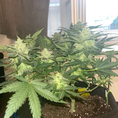 Amnesia growlog timeline photo