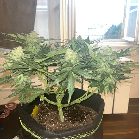 Amnesia growlog timeline photo