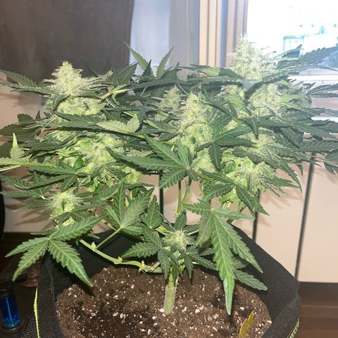 Amnesia growlog timeline photo