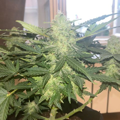 Amnesia growlog timeline photo