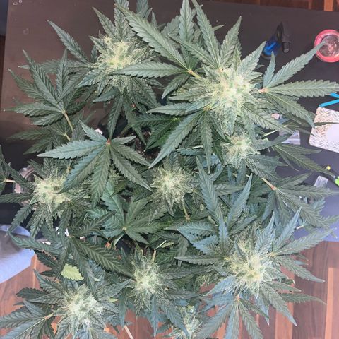 Amnesia growlog timeline photo