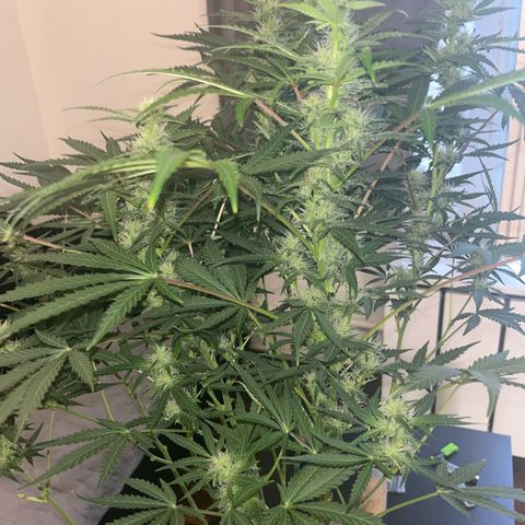 Jabucica growlog timeline photo
