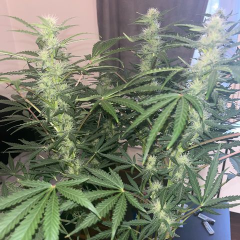 Jabucica growlog timeline photo