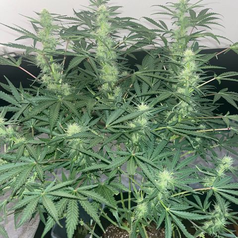 Jabucica growlog timeline photo