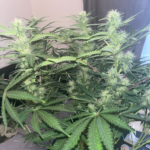 Jabucica growlog timeline photo