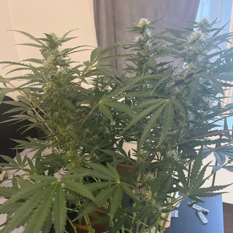 Jabucica growlog timeline photo