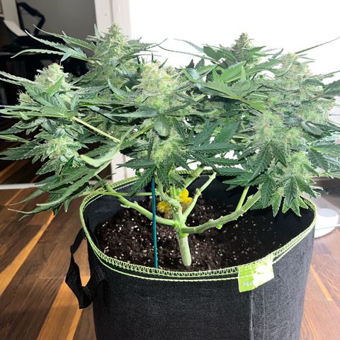 Amnesia growlog timeline photo