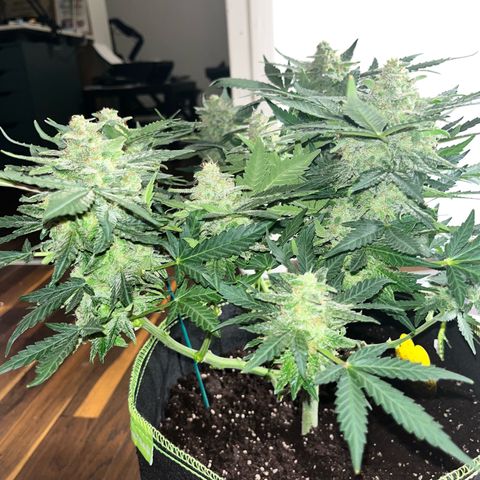 Amnesia growlog timeline photo