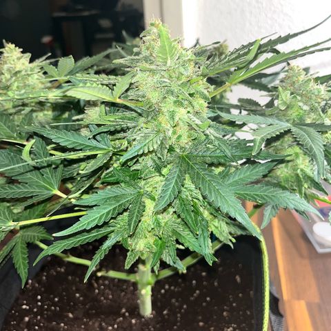 Amnesia growlog timeline photo