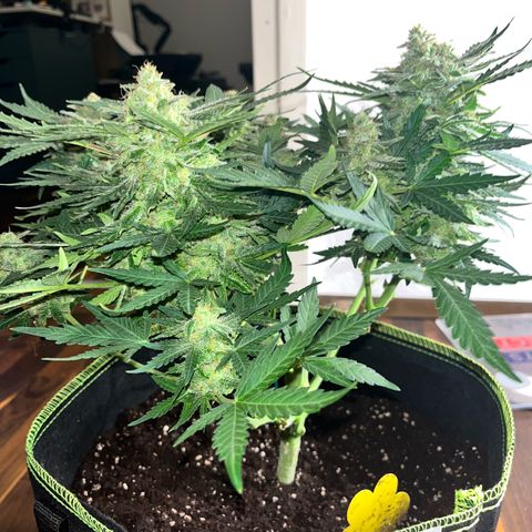 Amnesia growlog timeline photo