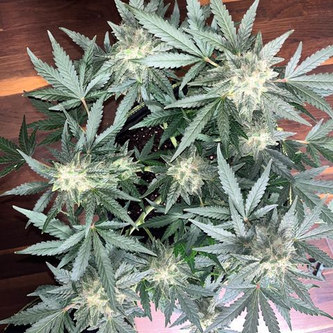 Amnesia growlog timeline photo