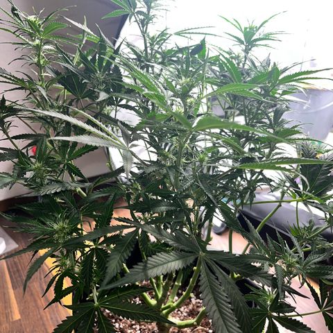 Crokscrew tyson 2.0 growlog timeline photo