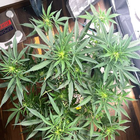 Crokscrew tyson 2.0 growlog timeline photo
