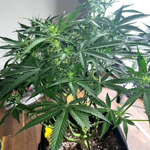 Crokscrew tyson 2.0 growlog timeline photo