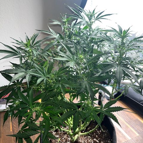 Crokscrew tyson 2.0 growlog timeline photo