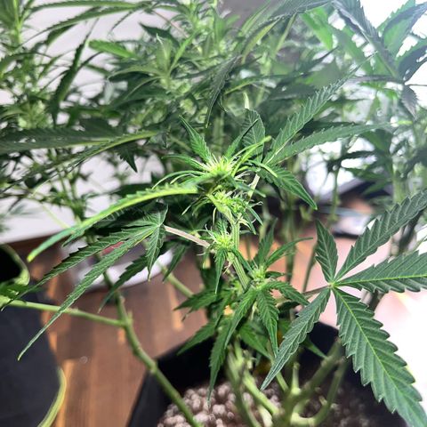 Crokscrew tyson 2.0 growlog timeline photo