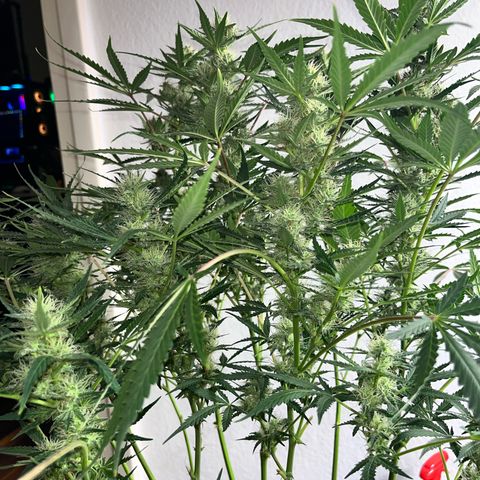 Jabucica growlog timeline photo
