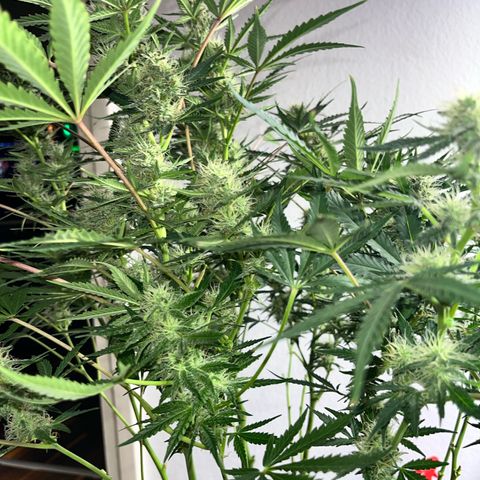 Jabucica growlog timeline photo