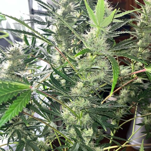 Jabucica growlog timeline photo