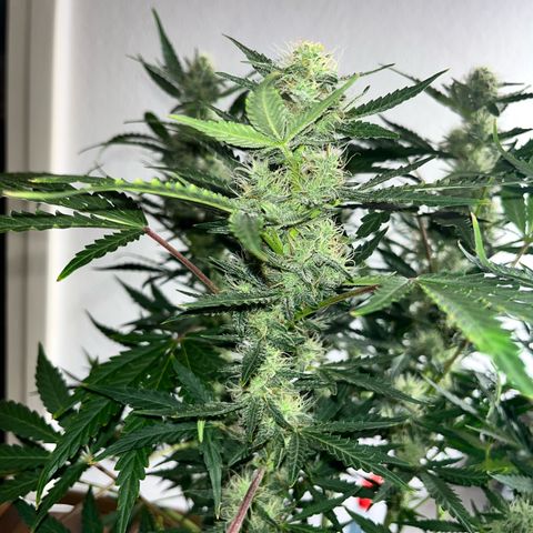 Jabucica growlog timeline photo