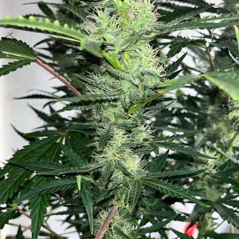 Jabucica growlog timeline photo