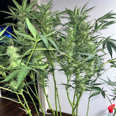 Jabucica growlog timeline photo