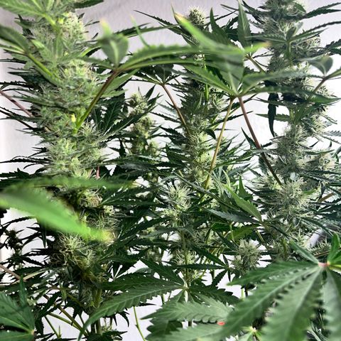 Jabucica growlog timeline photo
