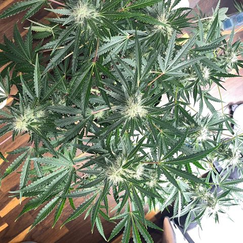 Jabucica growlog timeline photo