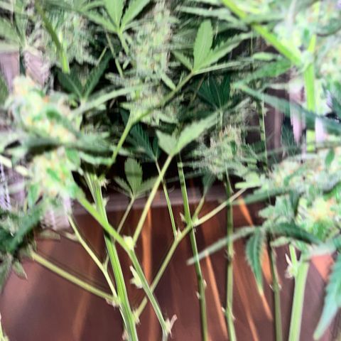 Northern light Auto growlog timeline photo
