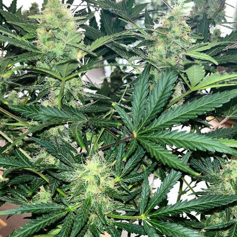 Northern light Auto growlog timeline photo