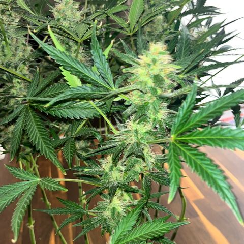 Northern light Auto growlog timeline photo