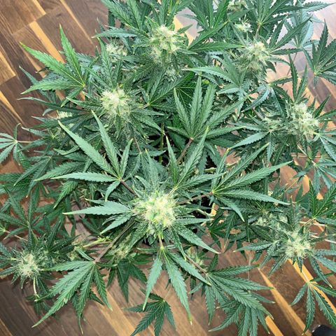 Northern light Auto growlog timeline photo