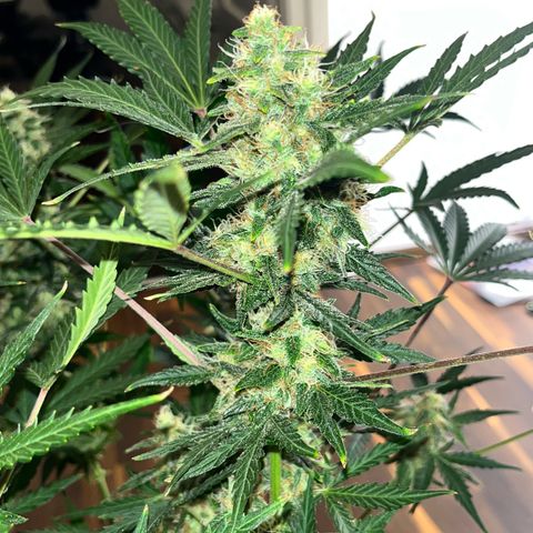 Northern light Auto growlog timeline photo