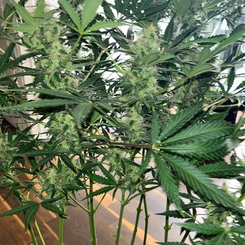 Northern light Auto growlog timeline photo
