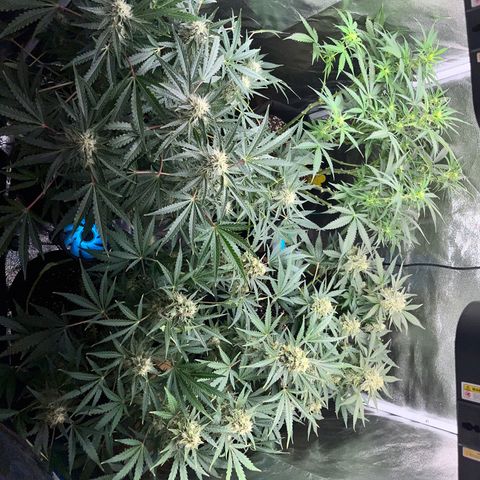Amnesia growlog timeline photo