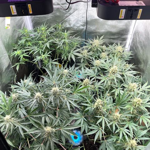 Amnesia growlog timeline photo