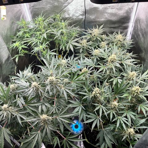 Amnesia growlog timeline photo